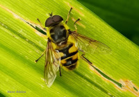 Myathropa_florea_male